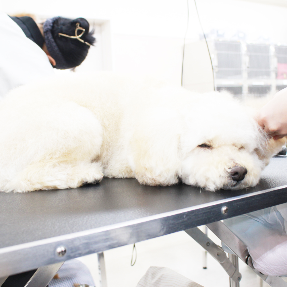 お客様の愛犬、うとうとシリーズ！